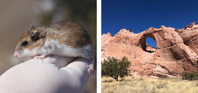 Mouse (left); Navajo Nation (right)
